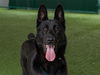 adoptable Dog in  named LINK