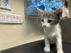 adoptable Cat in pasadena, CA named LUCKY