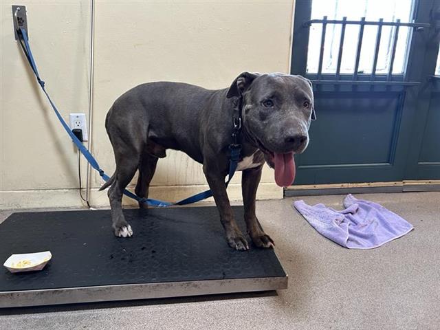 adoptable Dog in Pasadena, CA named EEYORE