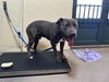 adoptable Dog in pasadena, CA named EEYORE