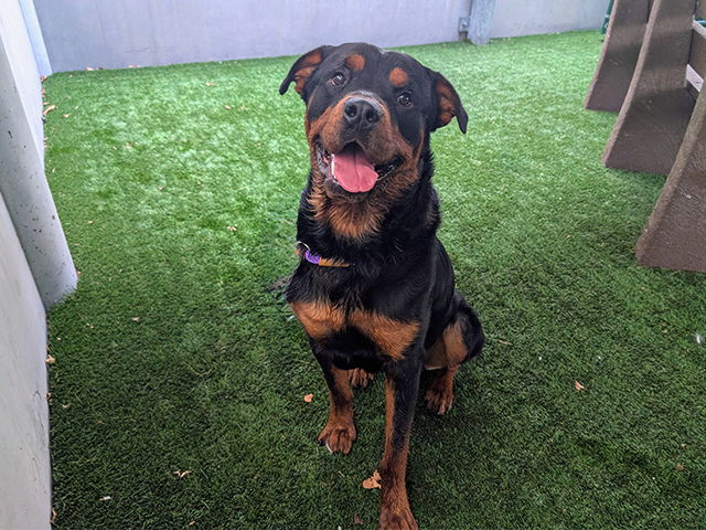 adoptable Dog in Pasadena, CA named DOBBY