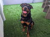 adoptable Dog in pasadena, CA named DOBBY