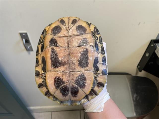 adoptable Turtle in Pasadena, CA named LEO