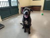 adoptable Dog in pasadena, CA named LORENZO