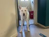 adoptable Dog in  named ABRAMO
