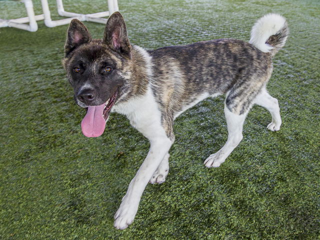adoptable Dog in Pasadena, CA named PROVOLONE