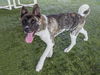 adoptable Dog in pasadena, CA named PROVOLONE