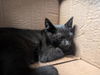 adoptable Cat in pasadena, CA named PICKLES