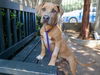 adoptable Dog in pasadena, CA named LUKE