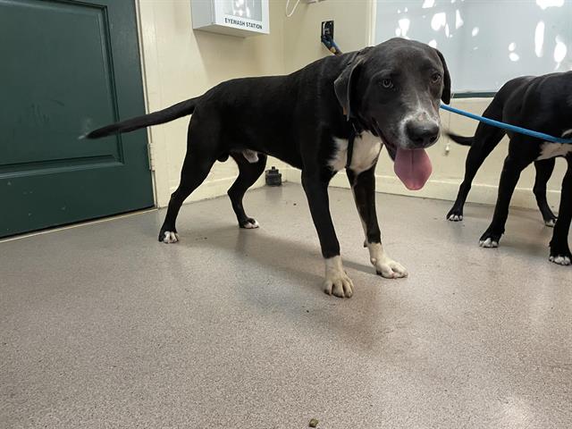 adoptable Dog in Pasadena, CA named RUMBA