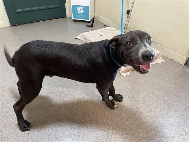 adoptable Dog in Pasadena, CA named MERENGUE