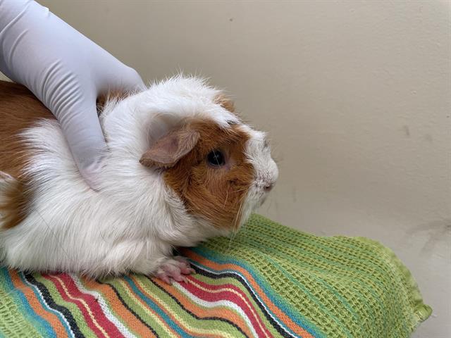adoptable Guinea Pig in Pasadena, CA named A523125