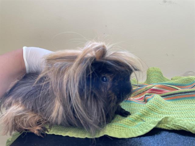 adoptable Guinea Pig in Pasadena, CA named A523126