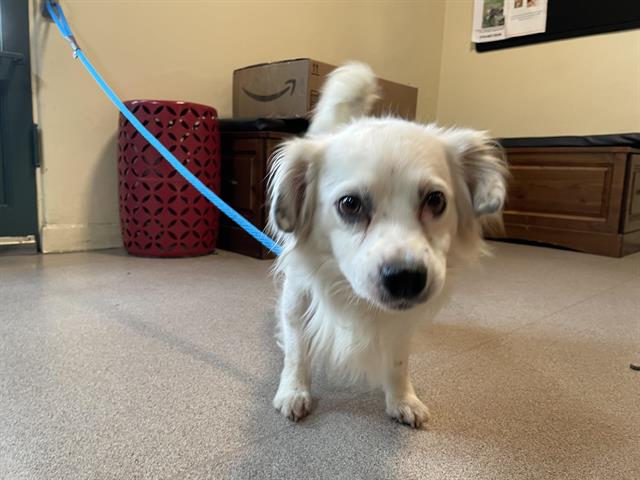 adoptable Dog in Pasadena, CA named A523134