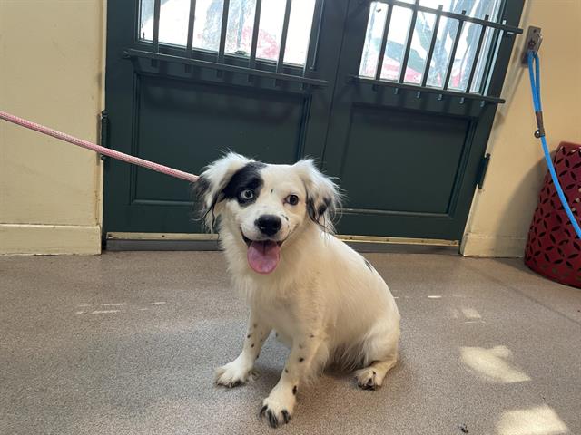 adoptable Dog in Pasadena, CA named A523135