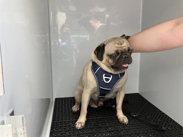 adoptable Dog in Pasadena, CA named BUDDY