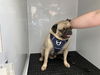 adoptable Dog in  named BUDDY