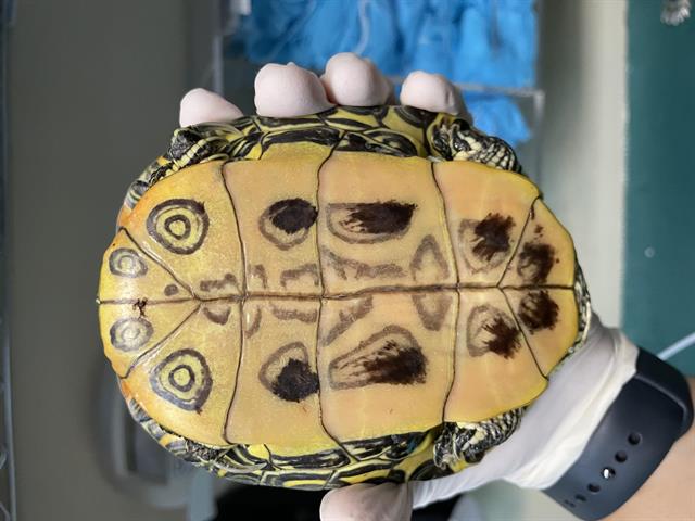 adoptable Turtle in Pasadena, CA named A523145