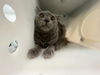 adoptable Cat in pasadena, CA named CAVIAR