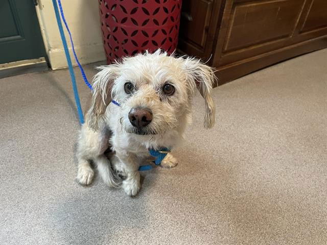 adoptable Dog in Pasadena, CA named WALT