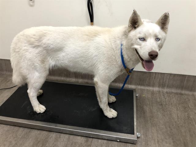 adoptable Dog in Pasadena, CA named LEGOLAS