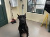 adoptable Dog in pasadena, CA named PINOT NOIR