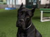 adoptable Dog in  named PINOT NOIR