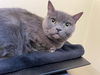 adoptable Cat in pasadena, CA named GROUCHO