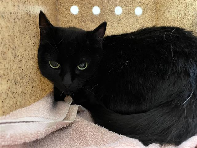 adoptable Cat in Pasadena, CA named AKI