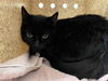 adoptable Cat in pasadena, CA named AKI