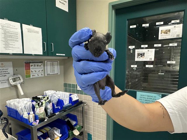 adoptable Guinea Pig in Pasadena, CA named TINY