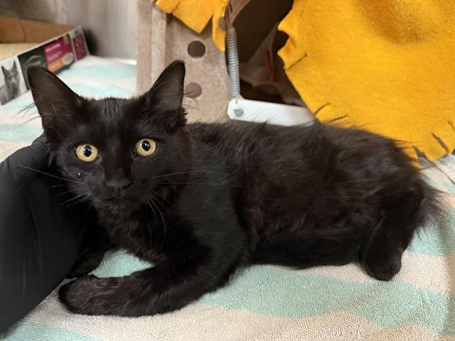 adoptable Cat in Pasadena, CA named A523177