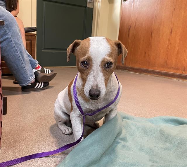 adoptable Dog in Pasadena, CA named A523178