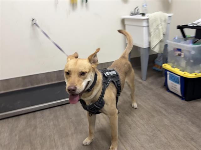 adoptable Dog in Pasadena, CA named CANELO