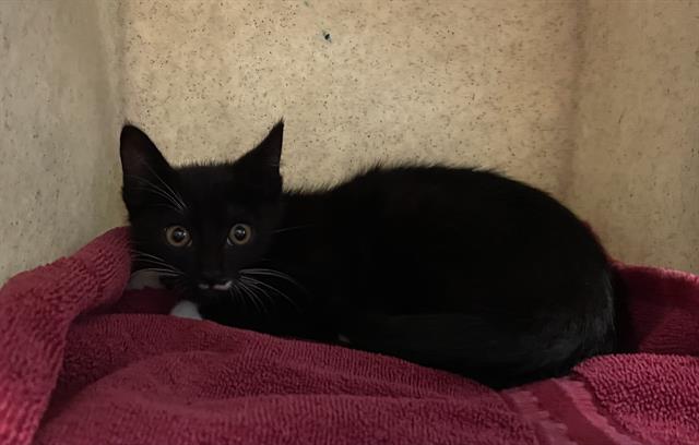 adoptable Cat in Pasadena, CA named A523186