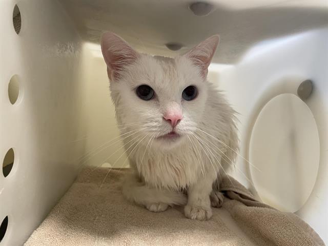 adoptable Cat in Pasadena, CA named A523187