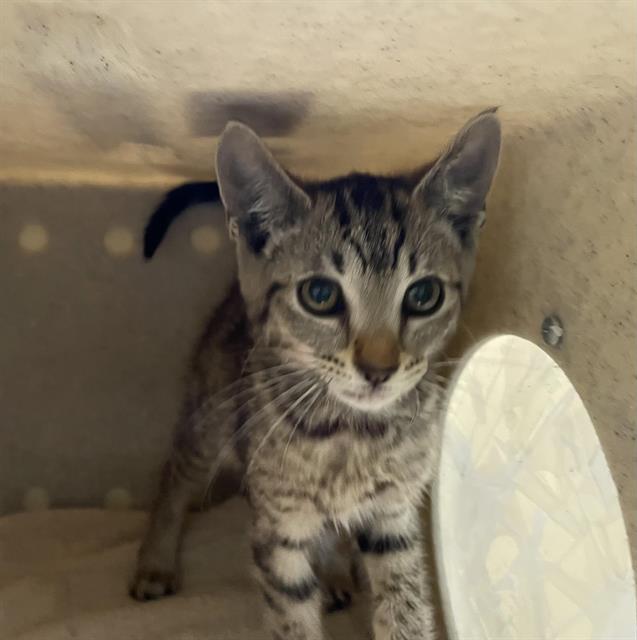 adoptable Cat in Pasadena, CA named A523190