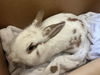 adoptable Rabbit in  named MAY