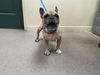 adoptable Dog in  named STRAWBERRY