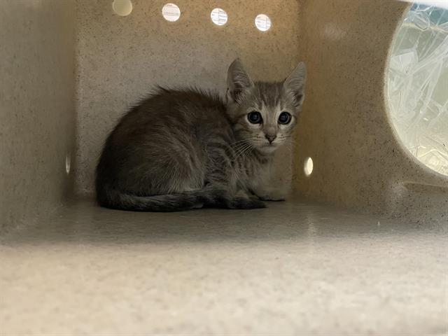 adoptable Cat in Pasadena, CA named SHADOW