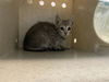 adoptable Cat in pasadena, CA named SHADOW