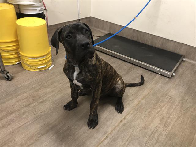 adoptable Dog in Pasadena, CA named A523199