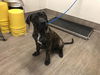 adoptable Dog in  named A523199