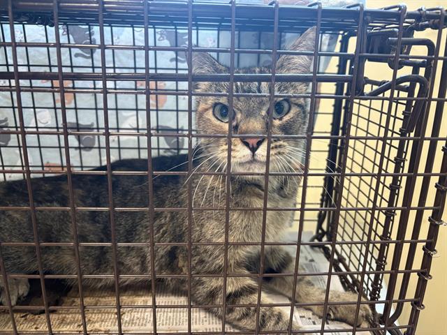 adoptable Cat in Pasadena, CA named A523147