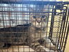 adoptable Cat in  named A523147