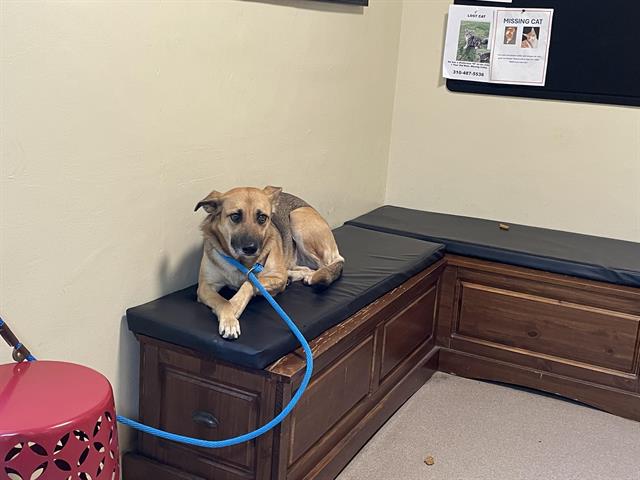 adoptable Dog in Pasadena, CA named LUZ