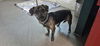 adoptable Dog in  named A523204