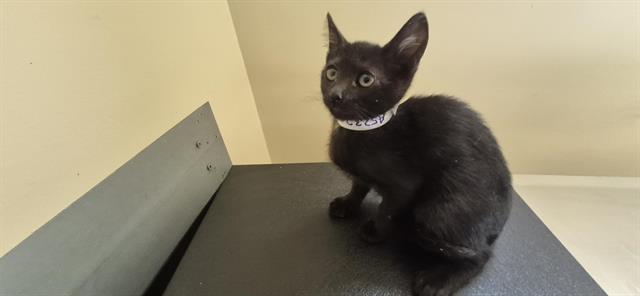 adoptable Cat in Pasadena, CA named SHADOW