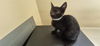 adoptable Cat in pasadena, CA named SHADOW