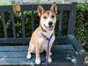 adoptable Dog in  named PHOEBE
